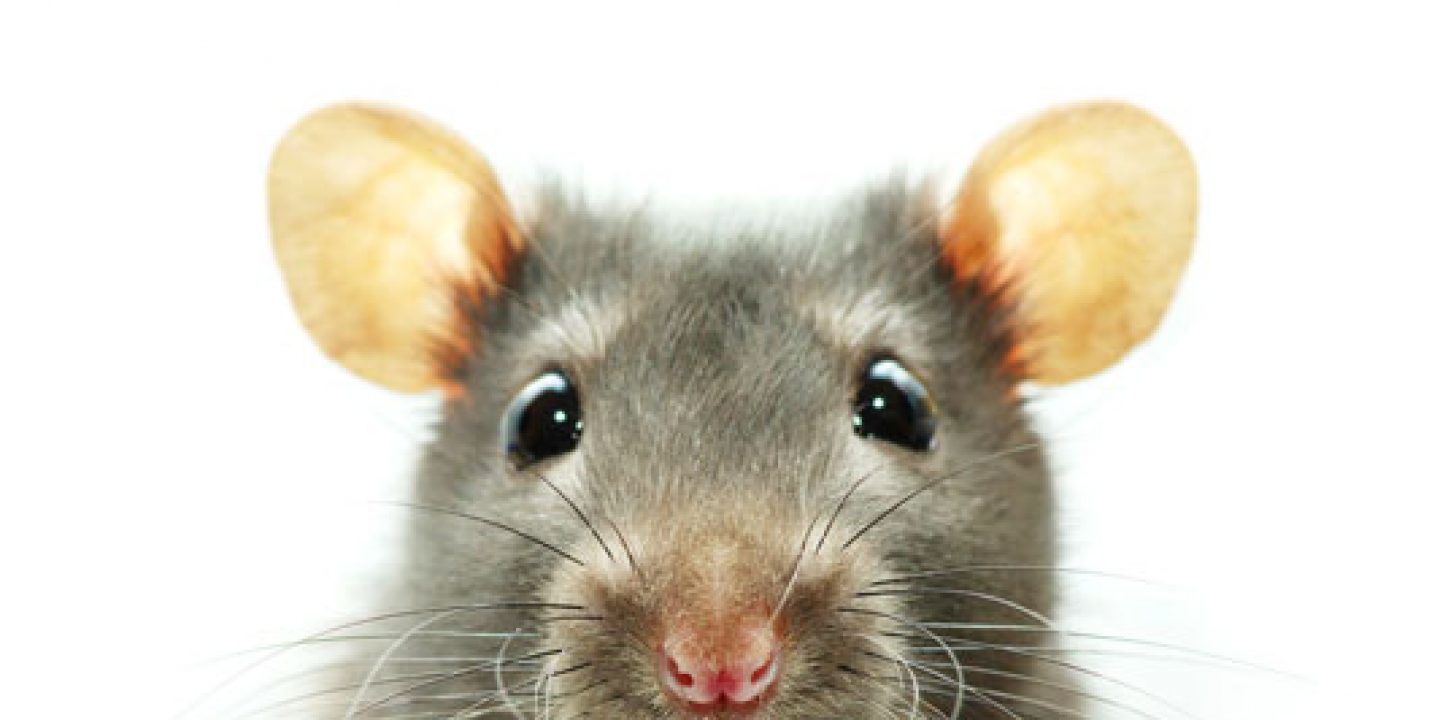 Mäuse, Moos und Möpse Jüdische Allgemeine