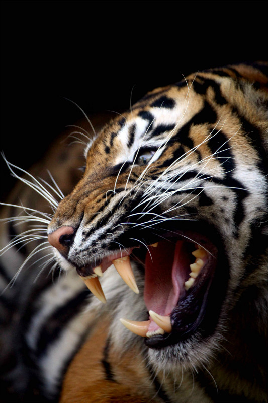 Tigermutter Frisst Ihre Jungen Judische Allgemeine