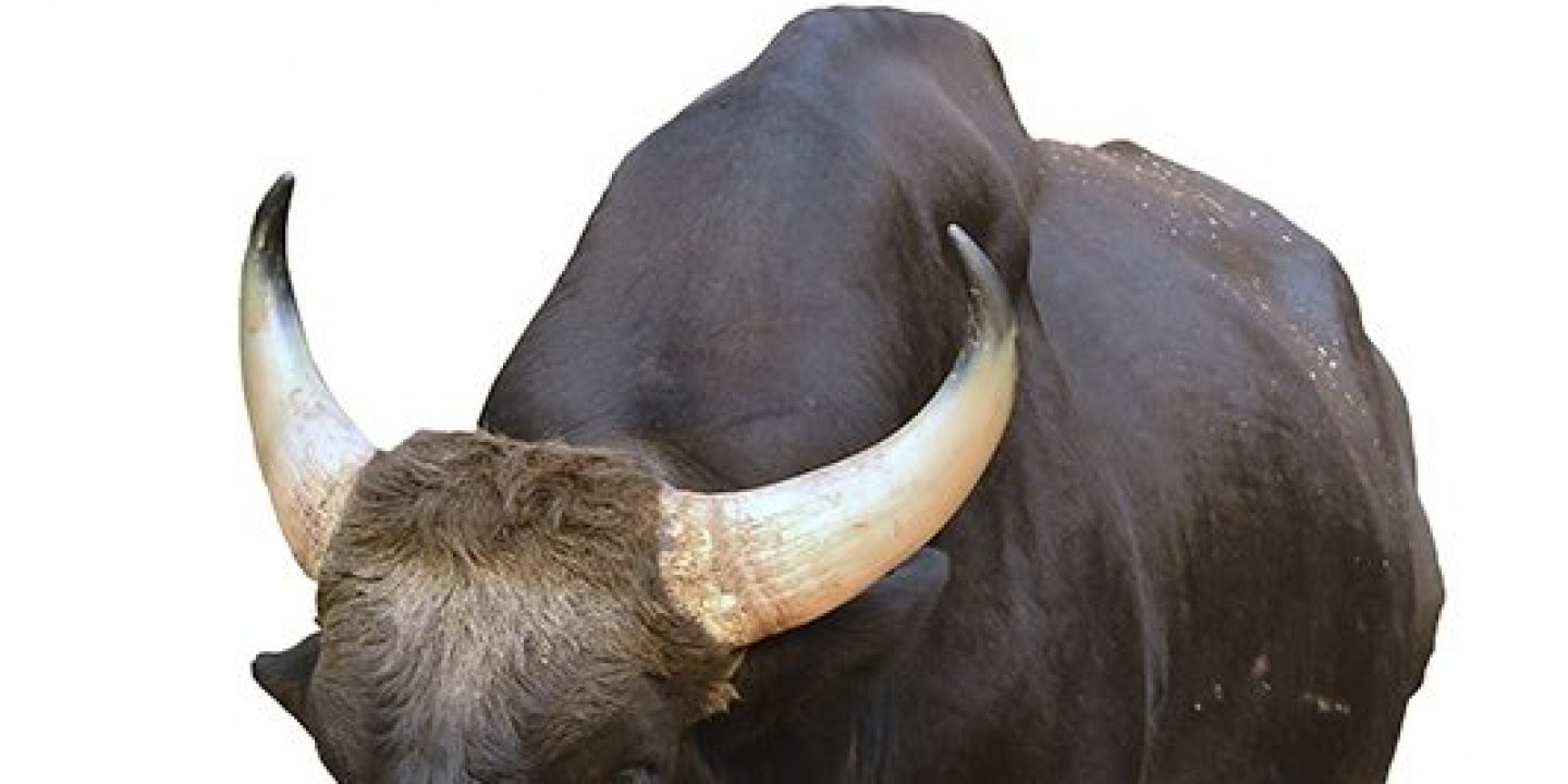 Ijar Jüdische Allgemeine