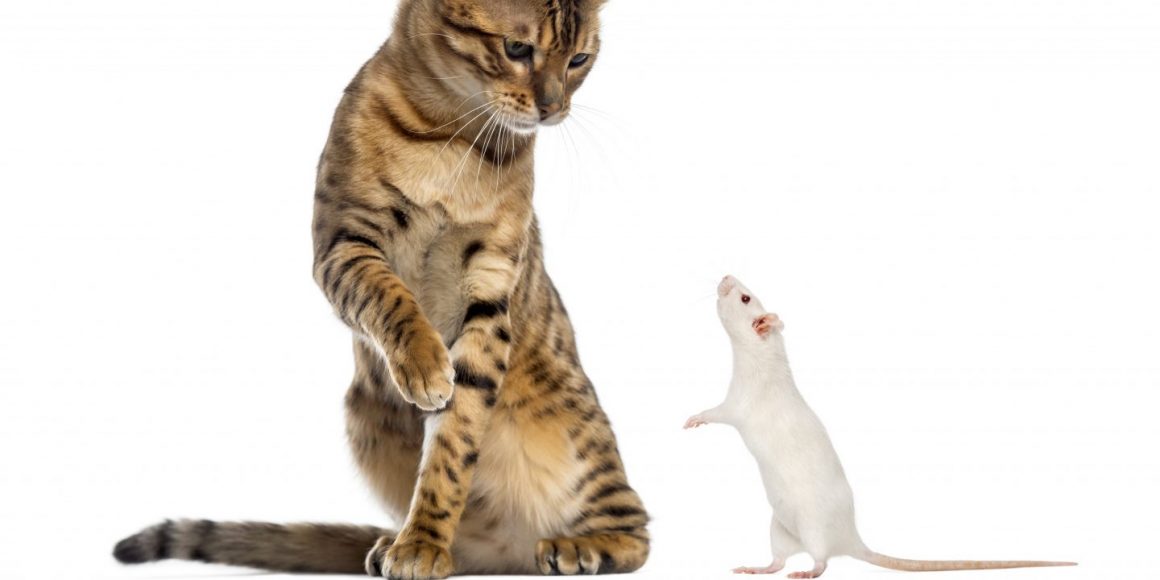 Katz Und Maus