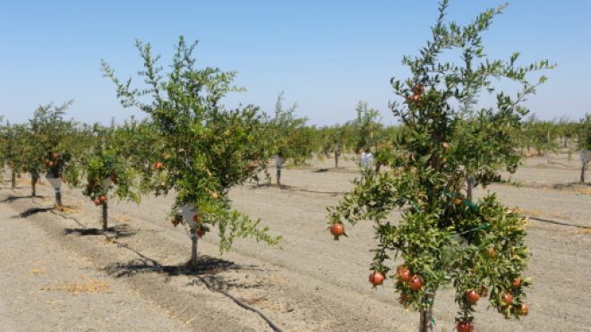 Süße Frucht fürs süße Jahr | Jüdische Allgemeine