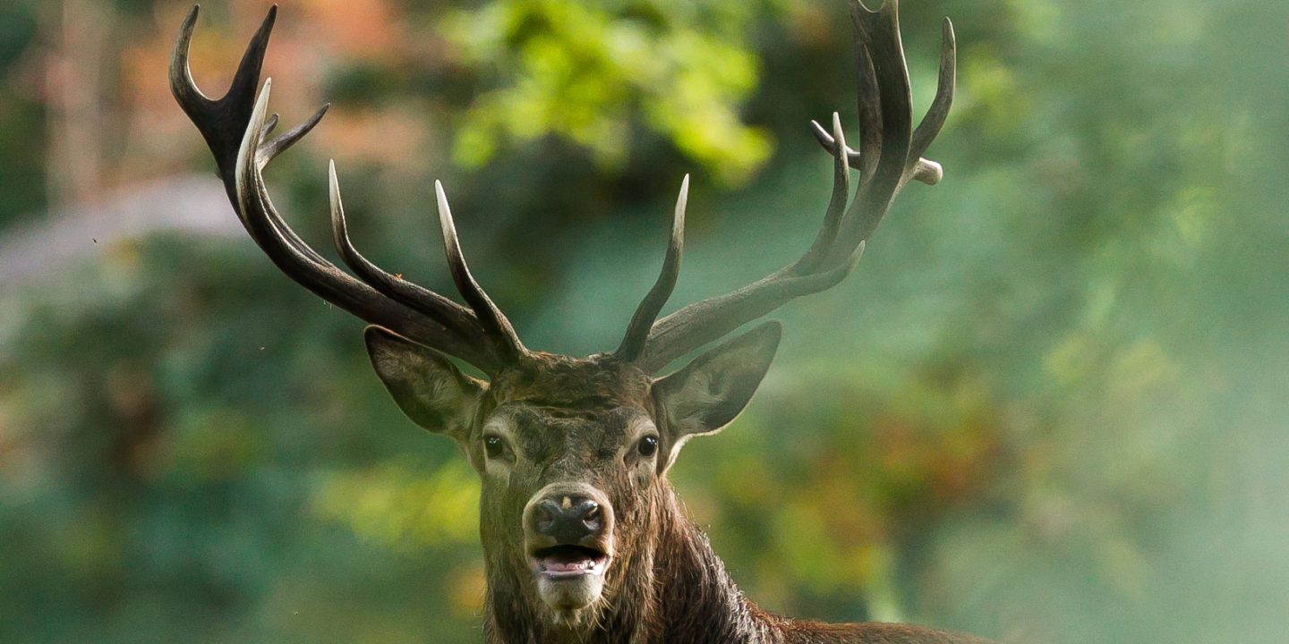 Hirsche, Botschaft, Alter Jüdische Allgemeine