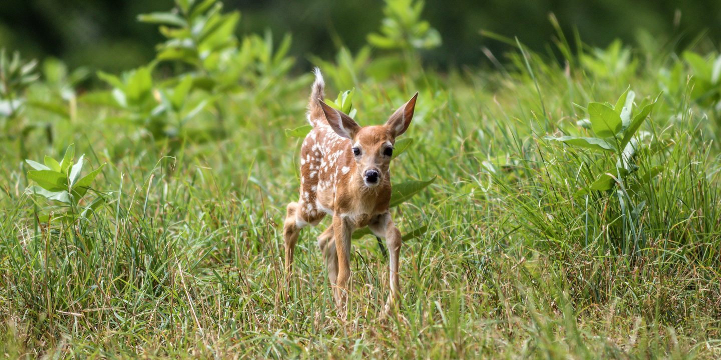100 Jahre »Bambi« Jüdische Allgemeine