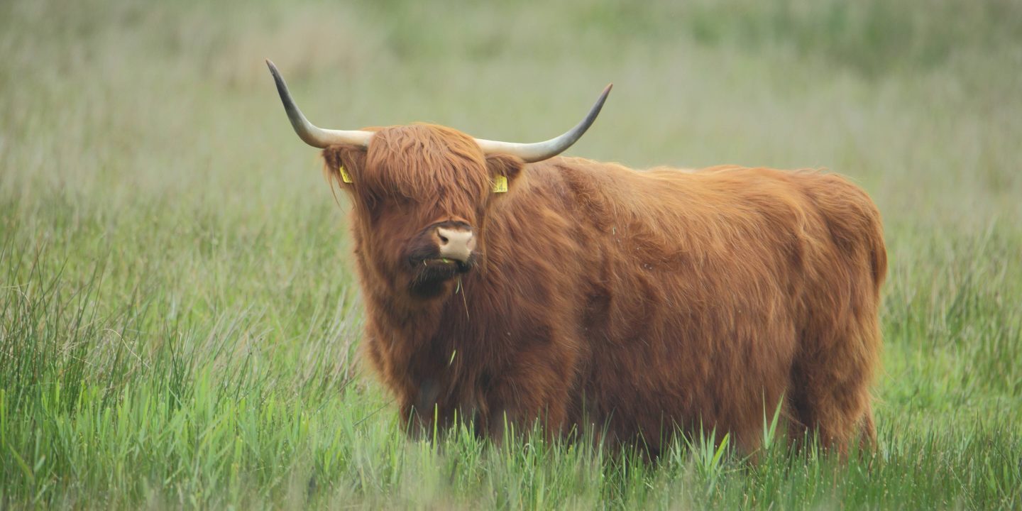 Ochse, Stier und Bulle Jüdische Allgemeine