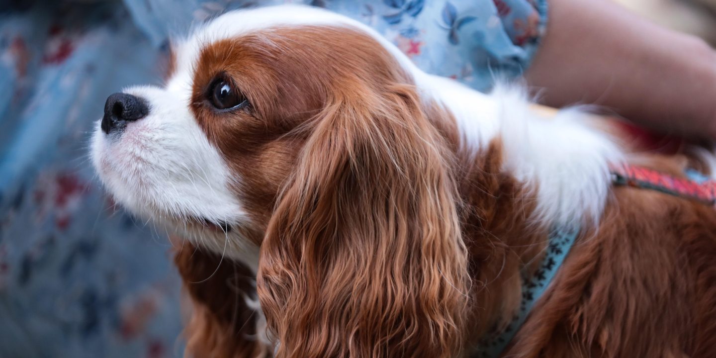 »Wunder des Himmels«: Hund von Opfern des 7. Oktober in Gaza gefunden